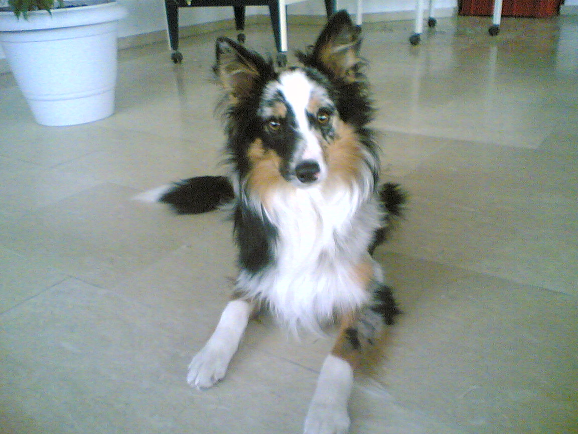 Kiowa (Border Collie, Sheltie) Border Collie Shetland Sheepdog 